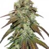 CBD Mazar