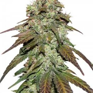 CBD Mazar CBD Mazar