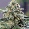 CBD OG
