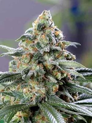 CBD_OG CBD OG