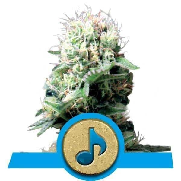 DANCE_WORLD_CBD